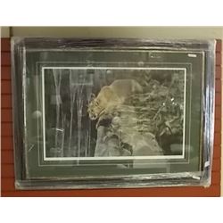 FRAMED LIMITED EDITION PRINT - WATERFALL WATCH - COUGAR - ALAN SAKHAVARG - GALLERY ESTIMATE - $825