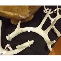 DEER ANTLERS - 6 PT