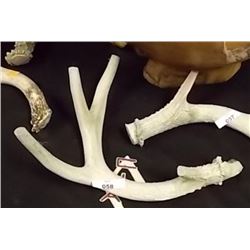 DEER ANTLERS - 4 PT