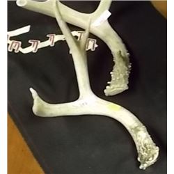 DEER ANTLERS - 3PT?