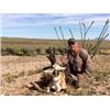 Image 4 : 3-Day Hudspeth County Texas Pronghorn Hunt With Dr. Dan McBride