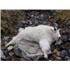 Image 3 : 7-Day Alaska Mountain Goat Hunt With Stikine Guide Service