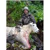 Image 4 : 7-Day Alaska Mountain Goat Hunt With Stikine Guide Service