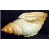 Image 1 : Royal Worcester blush ivory shell shaped vase, marks to base, 14cm long