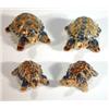 Image 1 : Two Wade turtles with detachable backs and two others