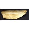 Image 1 : Large ivory tooth, 16cm high