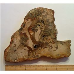 SLICE OF PETRIFIED WOOD FROM INDONESIA