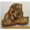 Image 1 : SLICE OF PETRIFIED WOOD FROM INDONESIA