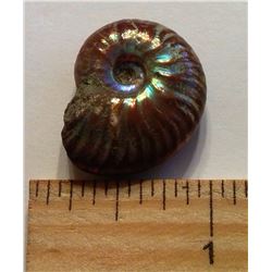 IRRIDESCENT AMMOLITE FOSSIL SPECIMEN