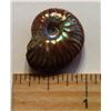 Image 1 : IRRIDESCENT AMMOLITE FOSSIL SPECIMEN