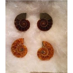 LOT OF 4 MATCHED AMMOLITE FOSSIL SPECIMENS