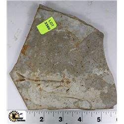 LYCOPTERA FOSSIL FISH FROM JURASSIC ERA