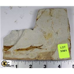 LYCOPTERA FOSSIL FISH FROM JURASSIC ERA