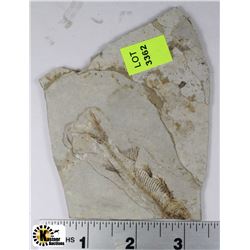 LYCOPTERA FOSSIL FISH FROM JURASSIC ERA