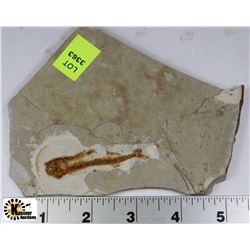 LYCOPTERA FOSSIL FISH FROM JURASSIC ERA