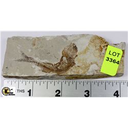 LYCOPTERA FOSSIL FISH FROM JURASSIC ERA