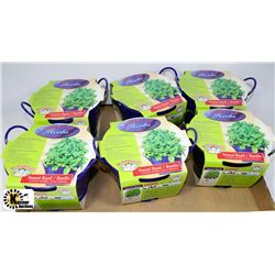 BOX OF 6 BUCKET OF HERBS -SWEET BASIL
