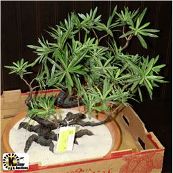 DECORATIVE PLANT IN SAND & FLAT DISH