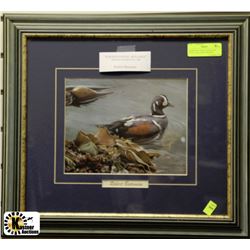 ROBERT BATEMAN HARLEQUIN DUCK - BULL KELP FRAMED