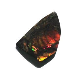 39.6x 23.1 mm NATURAL AMMOLITE SPECIMEN