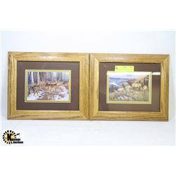 WHITE TAIL DEER & ELK PICTURE - 8" X 10"