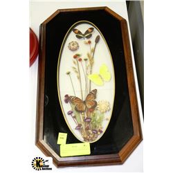GENUINE BUTTERFLY SHADOW BOX DISPLAY