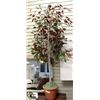 Image 1 : ARTIFICIAL FIG TREE BURGUNDY LEAVES 2 TRUNKS