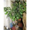 Image 1 : ARTIFICIAL FIG TREE 2 TRUNKS 6FT