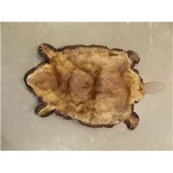 ANIMAL PELT - BEAVER - HAS HEAD & TAIL - FINISHED UNDERSIDE - 39" NOSE TO TAIL