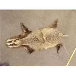ANIMAL PELT - BADGER - HAS HEAD - RAW UNDERSIDE 39" NOSE TO TAIL