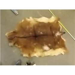 ANIMAL PELT - DEER - HAS NO HEAD - RAW UNDERSIDE - 44 ½" " NECK TO TAIL