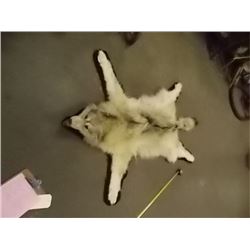 ANIMAL PELT - WOLF - HAS HEAD - FINISHED UNDERSIDE - 74" NOSE TO TAIL - WHITE
