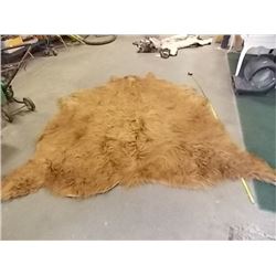 ANIMAL PELT - HIGHLAND COW - HAS NO HEAD - RAW UNDERSIDE - 80" X 71" - ONE PIECE PELT