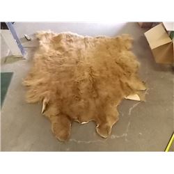 ANIMAL PELT - HIGHLAND COW - HAS NO HEAD - RAW UNDERSIDE - 66" X 65" - ONE PIECE PELT