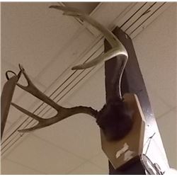AUTHENTIC DEER ANTLERS - MOUNTED ON PLAQUE
