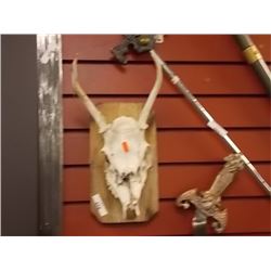 AUTHENTIC MOUNTED GOATS SKULL