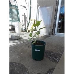 LIVE PLANT - HYDRENDIA