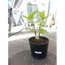LIVE PLANT - HYDRENDIA