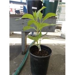 LIVE PLANT - HYDRENDIA