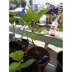 LIVE PLANT - HYDRENDIA