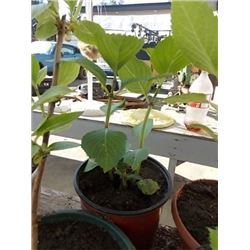 LIVE PLANT - HYDRENDIA