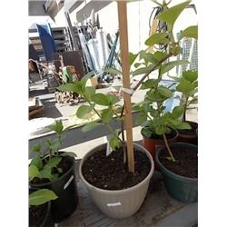 LIVE PLANT - HYDRENDIA