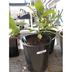 LIVE PLANT - KWANZAN PLANT