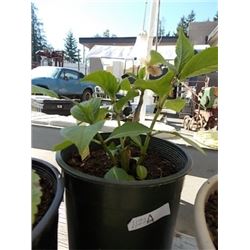 LIVE PLANT - KWANZAN PLANT
