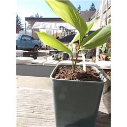LIVE PLANT - LILY OF THE VALLEY