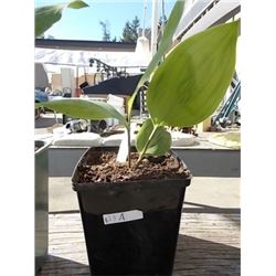LIVE PLANT - LILY OF THE VALLEY
