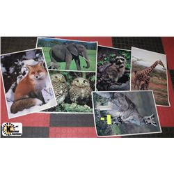 6 LARGE TEACHER ANIMAL PHOTO CHARTS
