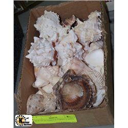 BOX OF SEASHELLS VARIOUS SIZES