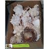 Image 1 : BOX OF SEASHELLS VARIOUS SIZES