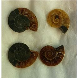 LOT OF 4 AMMOLITE SPECIMENS